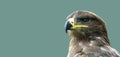 Proud looking golden eagle 2 Royalty Free Stock Photo