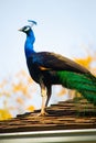 Proud peacock on the roof Royalty Free Stock Photo