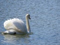 A proud looking Swan swims past