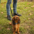 Proud and lovely dachshund lady shows how stubborn she is