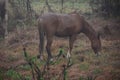 Proud and majestic this horse stands peace fully among the allow plants. Royalty Free Stock Photo