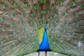 Proud male Asian peacock shows off his fascinating plumage