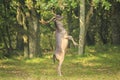 Male fallow deer Dama Dama stand up straight on hind legs. Royalty Free Stock Photo