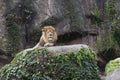 Proud male lion lying on a high leafy boulder