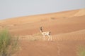 Proud male mountain gazelle posing on top of a desert dune.