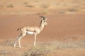 Proud male mountain gazelle posing on top of a desert dune.