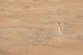 Proud male mountain gazelle posing on top of a desert dune.