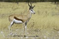 Proud male Springbok