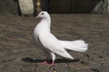 Proud male white pigeon seen from the side standing on a street