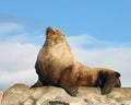 Proud Male Wild Steller Sea Lion