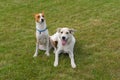 Basenji dog and its younger mixed breed one resting together  on a lawn at spring seaon Royalty Free Stock Photo