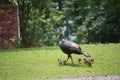 Proud momma turkey with babies