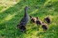 Proud mother duck standing guard over toddler babies Royalty Free Stock Photo