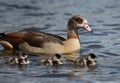 Proud mother Egyptian goose taking her goslings out for a swim