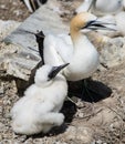 Gannet with her young