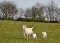 Proud mother goat walking through meadow with her two cute babies Royalty Free Stock Photo