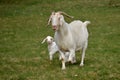 Proud mother goat walking through meadow with her two cute babies