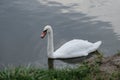 Proud mute swan and his mirror image Royalty Free Stock Photo