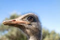 The proud ostrich Royalty Free Stock Photo