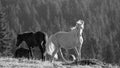 Proud palomino wild horse stallion in the Rocky Mountains of the western USA - black and white