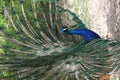 Proud Peacock Royalty Free Stock Photo