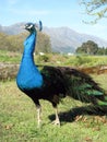 Proud Peacock Royalty Free Stock Photo