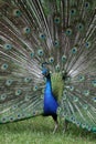 Proud Peacock