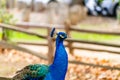 A Proud Peacock Portrait on a farm Royalty Free Stock Photo