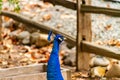 A Proud Peacock Portrait on a farm Royalty Free Stock Photo