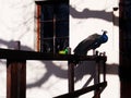 The proud peacock of profile Royalty Free Stock Photo