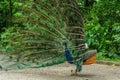 Proud peacock Royalty Free Stock Photo