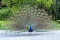 Proud peacock showing its beautiful feathers with eye-like markings Royalty Free Stock Photo