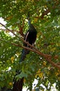 Proud Peacock sitting on a tree branch Royalty Free Stock Photo