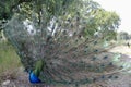 The proud peacock spread his magnificent tail. The view on the left.