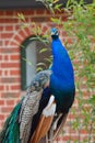 Proud Peacock standing Royalty Free Stock Photo