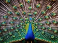 Peacock Made With Generative AI illustration