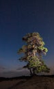 Proud pine tree rooted to the sand under the night sky, wild