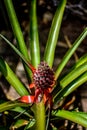 Proud Pineapple Stands Alone