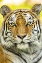 Proud Portrait of a Amur or Siberian Tiger