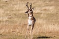 Proud Pronghorn Buck Royalty Free Stock Photo