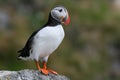 Proud puffin Royalty Free Stock Photo