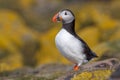 Proud puffin