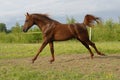 Proud red arabian horse gallop