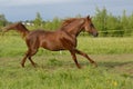 Proud red arabian horse gallop Royalty Free Stock Photo