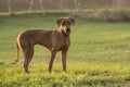 Proud Rhodesian Ridgeback dog is standing on a green meadow against blurred background Royalty Free Stock Photo