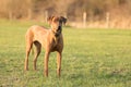 Proud Rhodesian Ridgeback dog is standing on a green meadow against blurred background Royalty Free Stock Photo