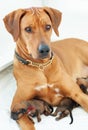 Proud Rhodesian Ridgeback mother with whelps Royalty Free Stock Photo