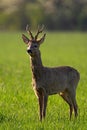 Proud roe deer buck with antlers standing on a meadow in spring Royalty Free Stock Photo