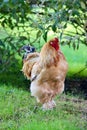 proud rooster of the Cochin breed calmly looks around