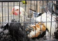 Proud rooster on Fair Day, Kenmare, Ireland